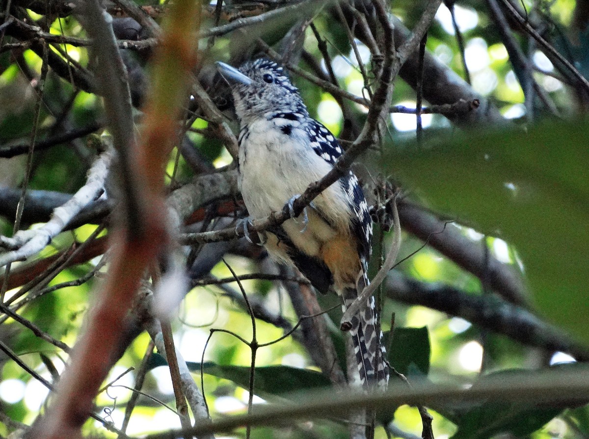 Spot-backed Antshrike - ML113864601