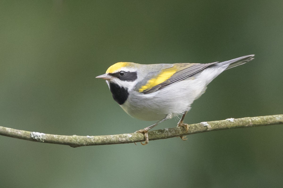 Golden-winged Warbler - County Lister Brendan