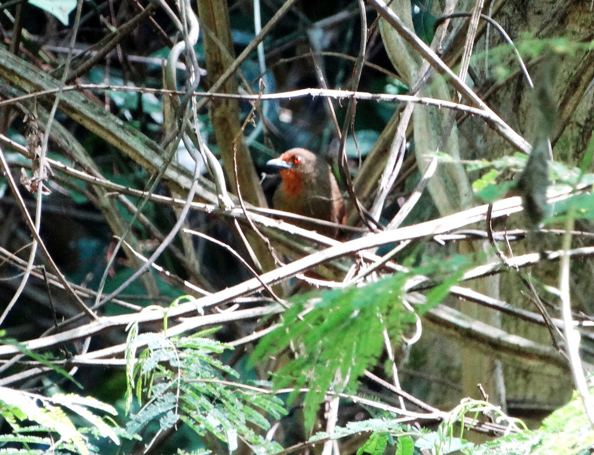 Orange-eyed Thornbird - ML113865431