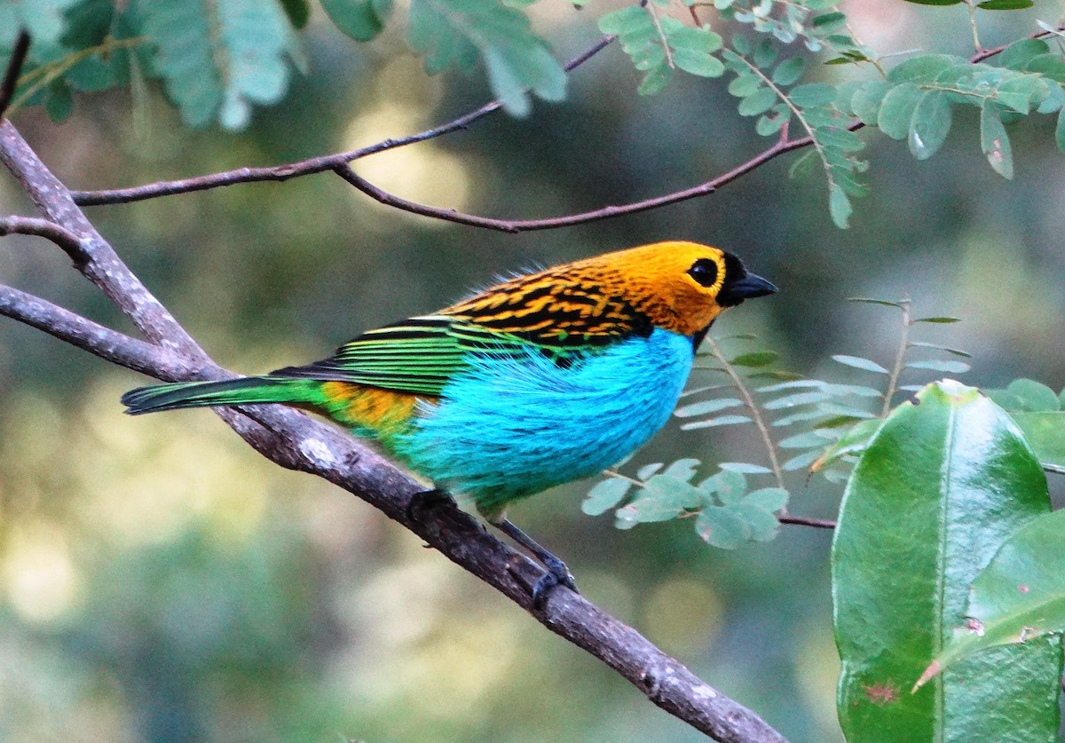 Gilt-edged Tanager - ML113866371