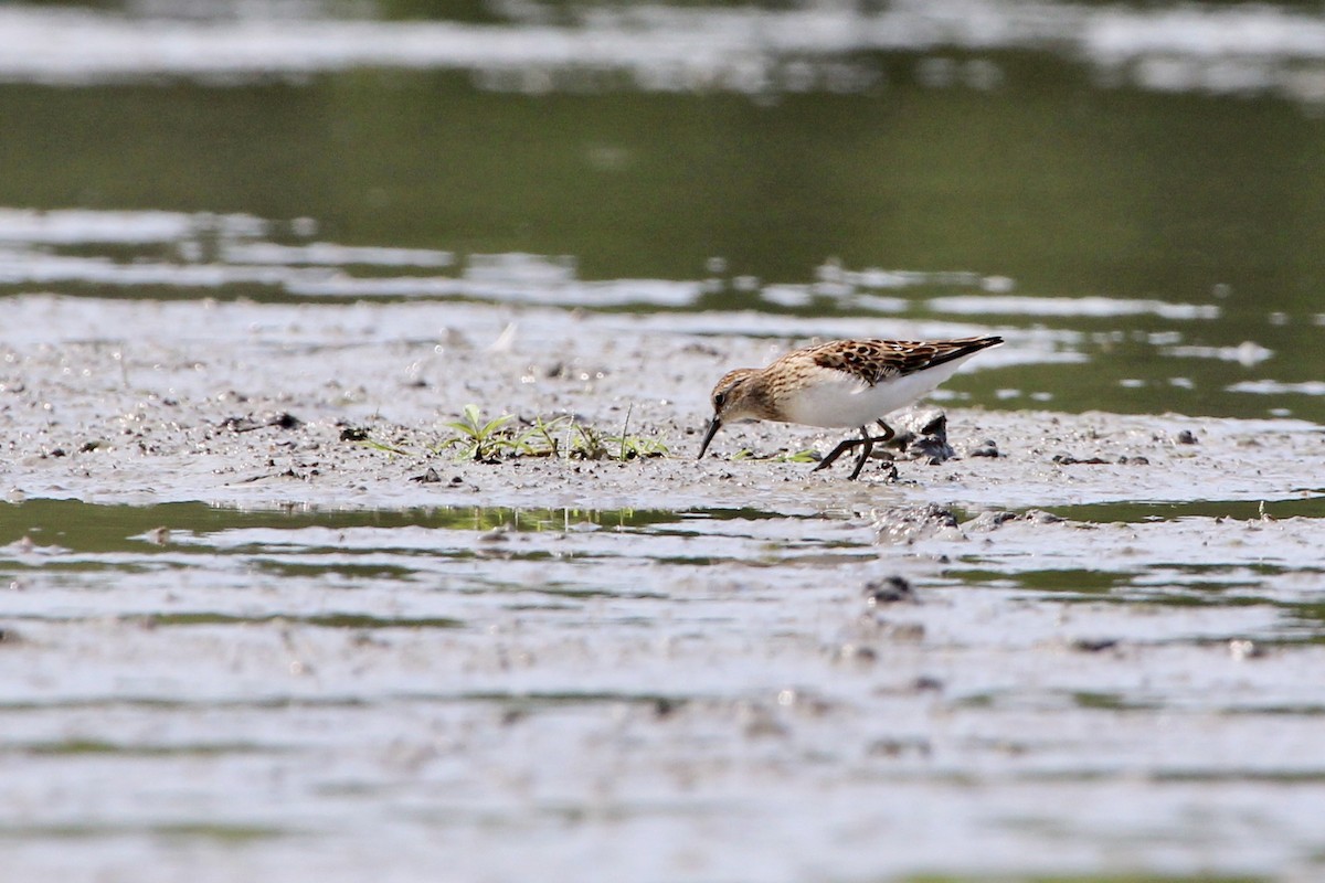 Least Sandpiper - ML113867151