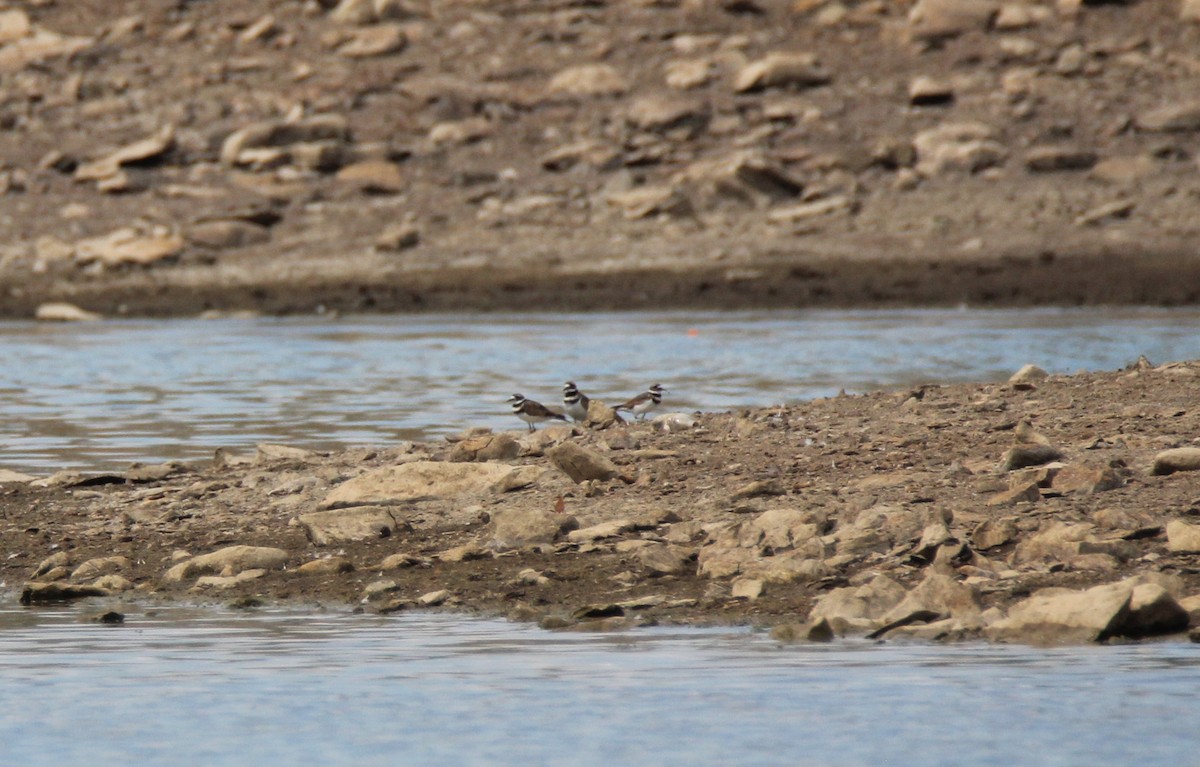 Killdeer - ML113867281