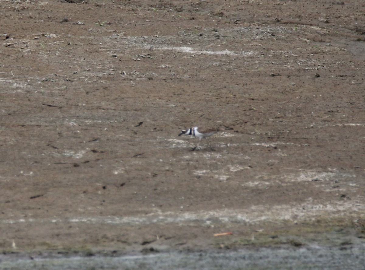 Killdeer - ML113867311