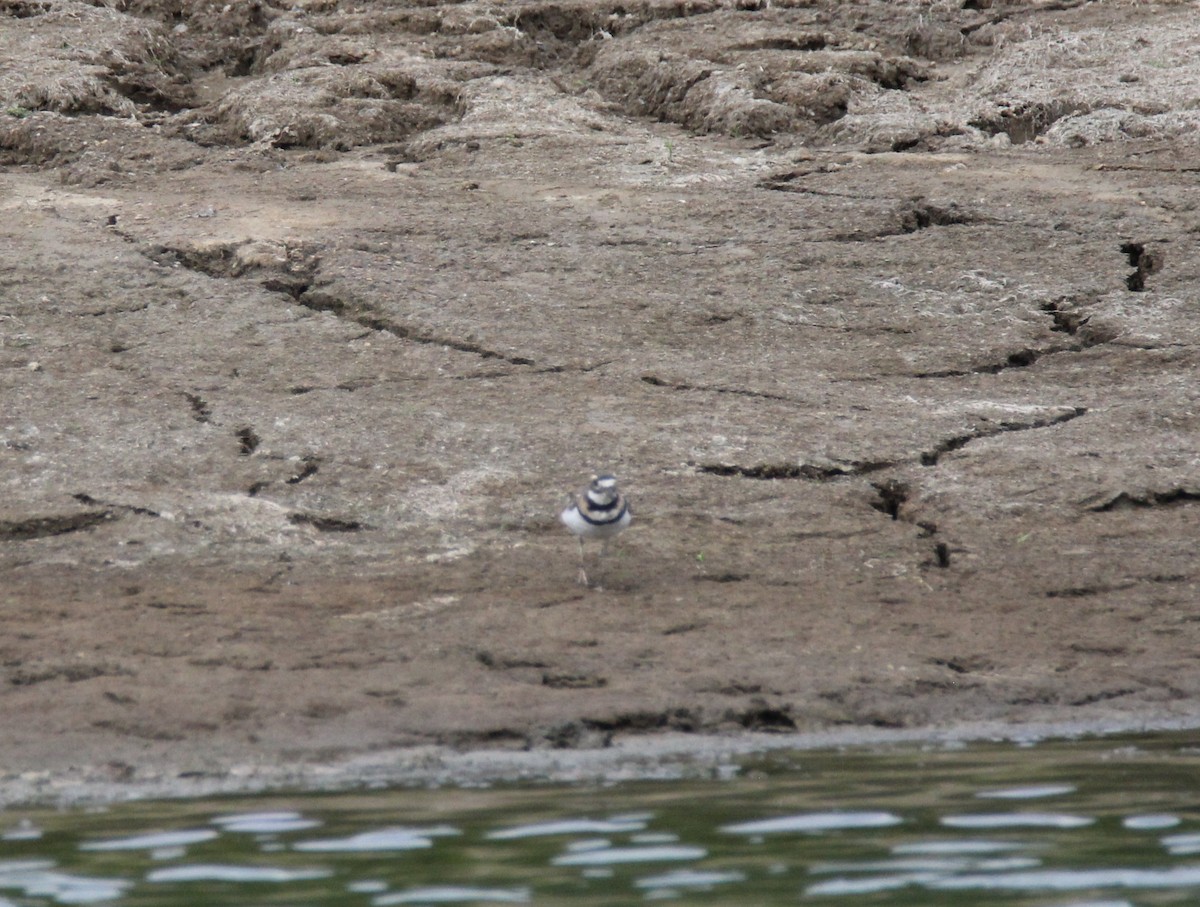 Killdeer - ML113867321
