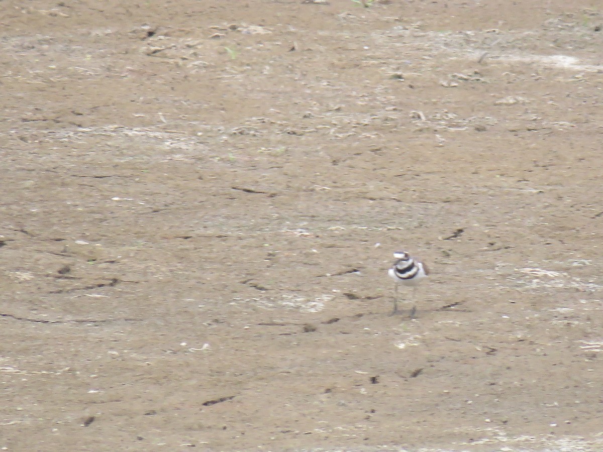 Killdeer - ML113867341