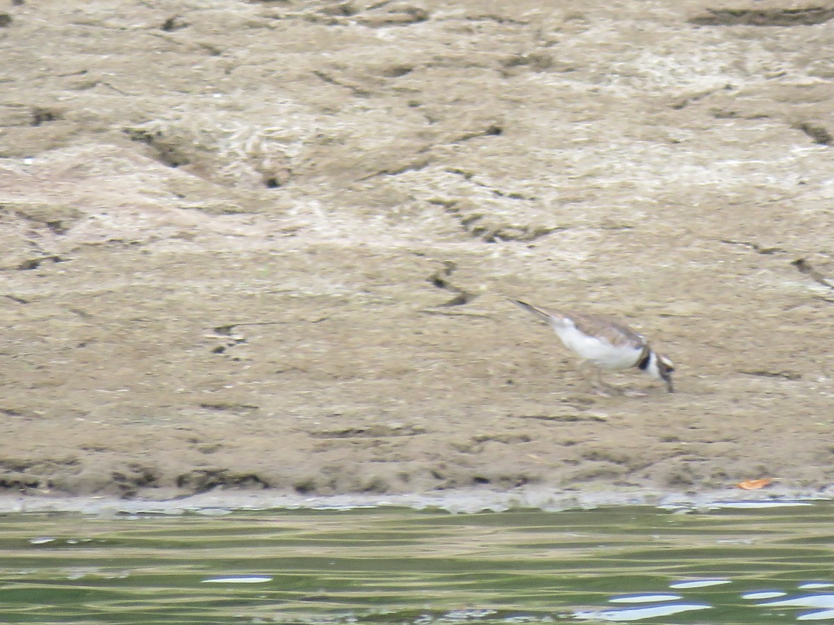 Killdeer - ML113867351