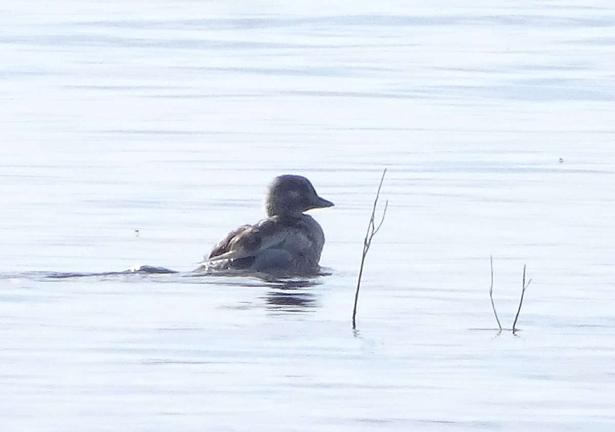 Long-tailed Duck - ML113867671