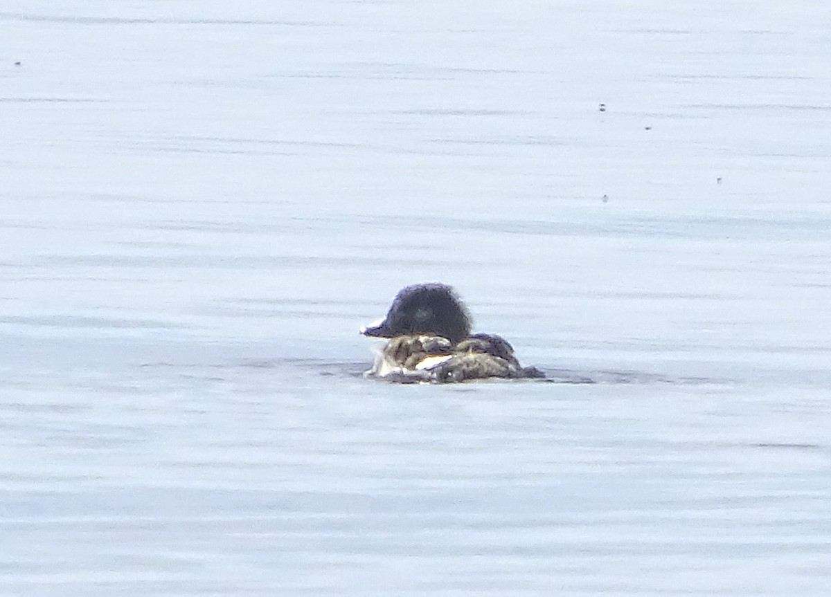 Long-tailed Duck - ML113867681