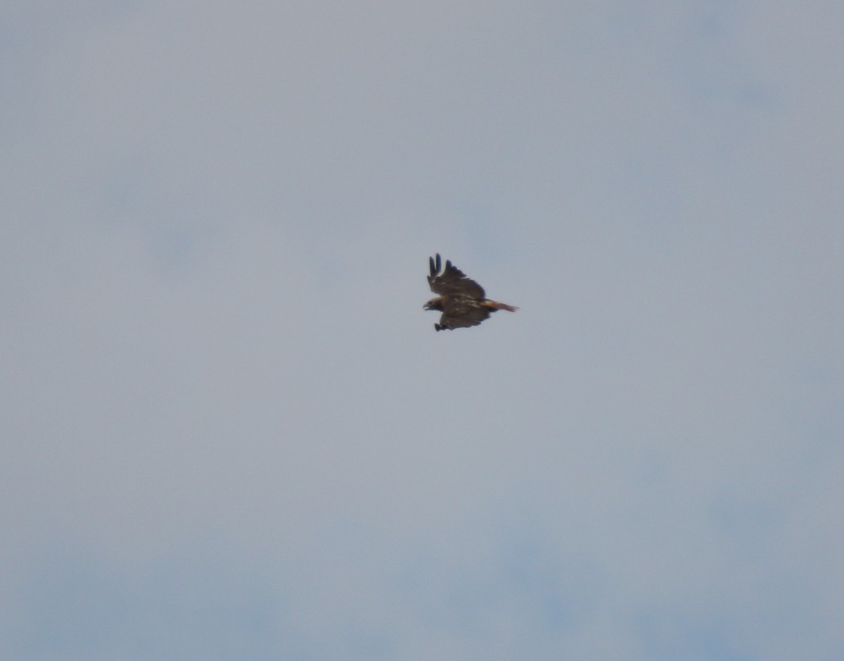 Red-tailed Hawk - ML113867741