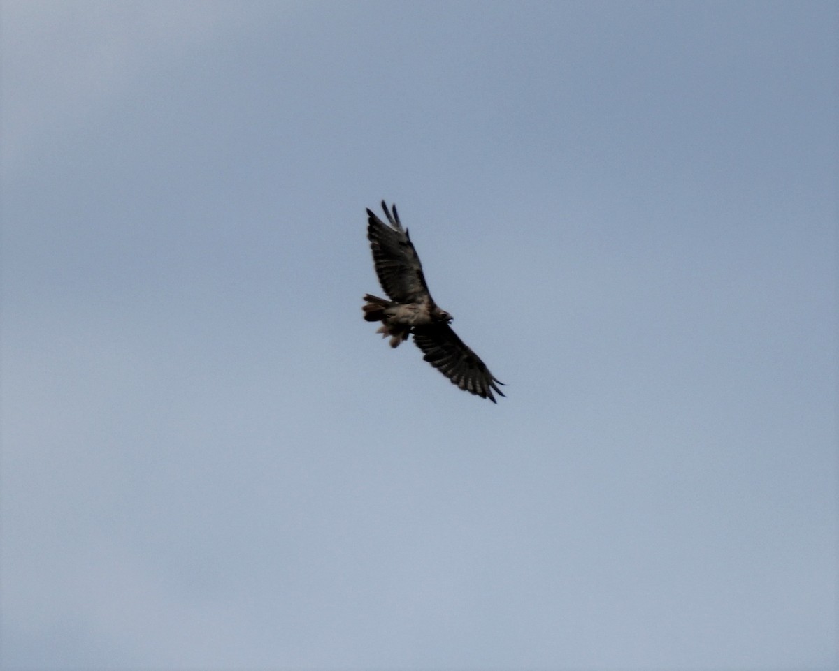 Red-tailed Hawk - ML113867751