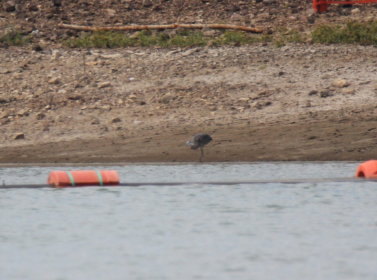 Great Blue Heron - ML113867811