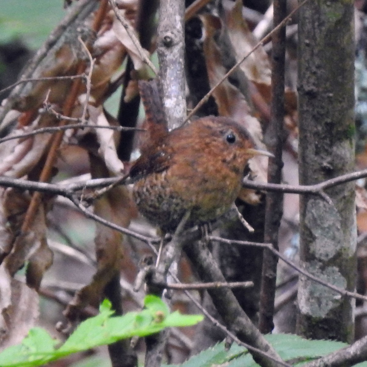 Pacific Wren (pacificus Group) - ML113868221