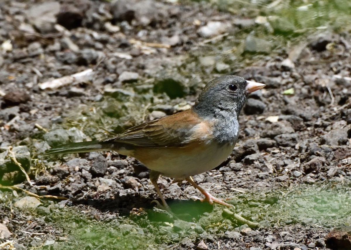 Dark-eyed Junco (Oregon) - Aimee LaBarr