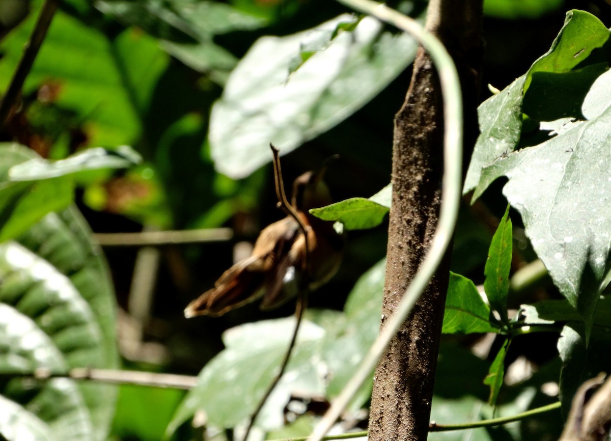 Reddish Hermit - Elizabeth Pierobon