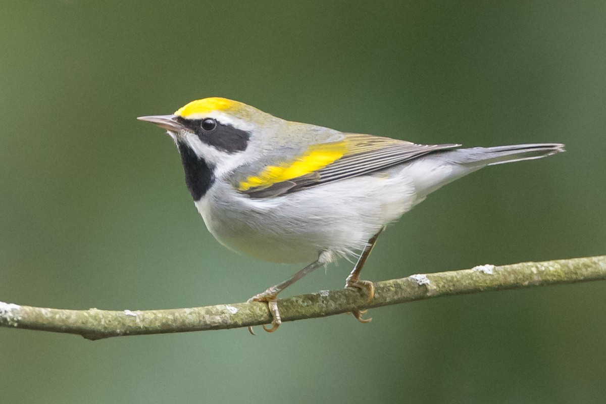 Golden-winged Warbler - County Lister Brendan