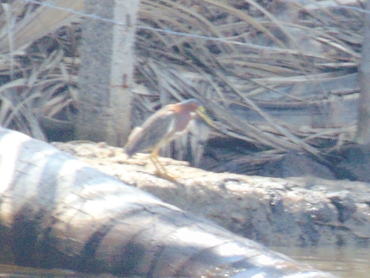 Green Heron - Lance d'Ar