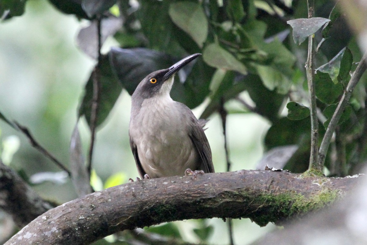 Gray Trembler - Stephen Gast