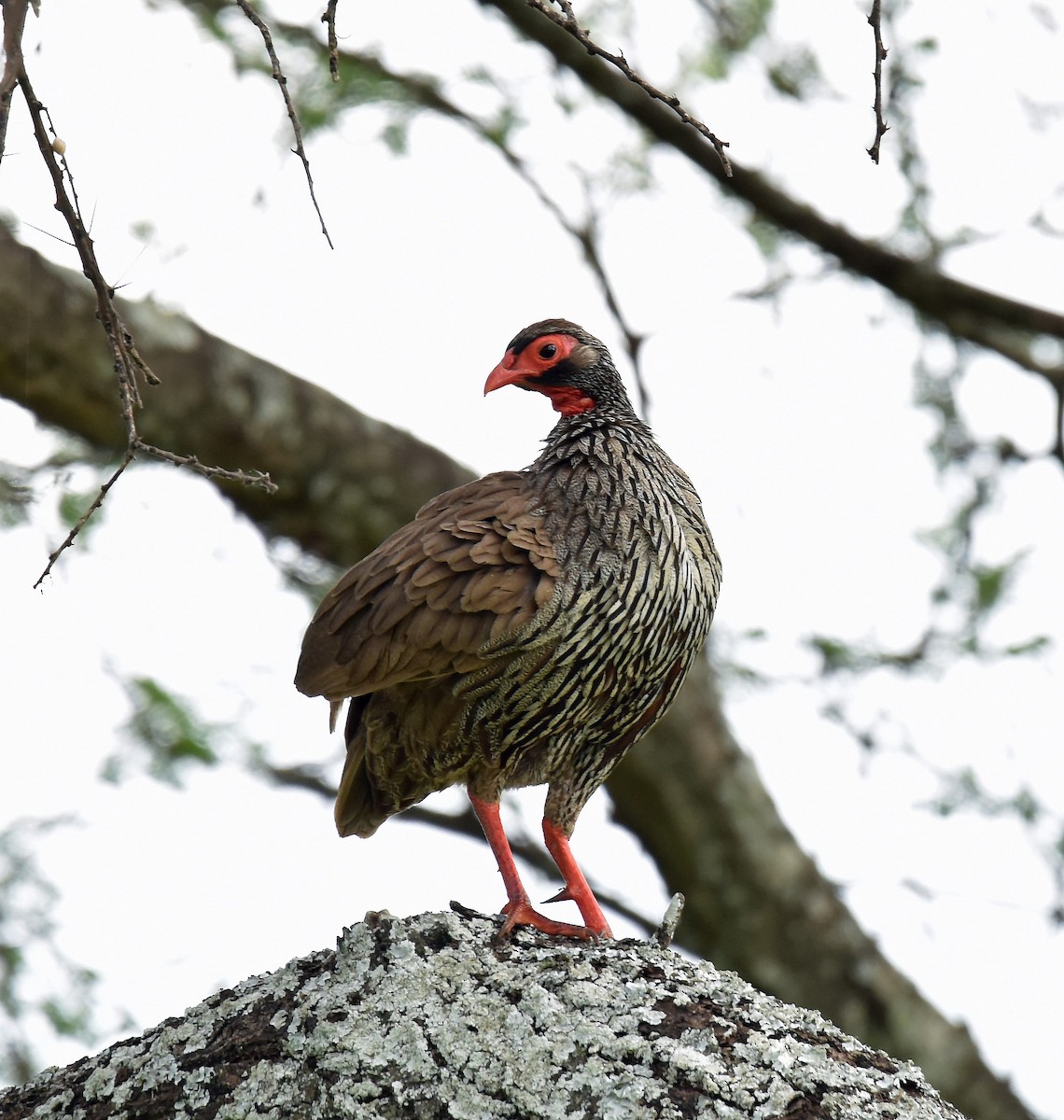 Red-necked Spurfowl - ML113870691