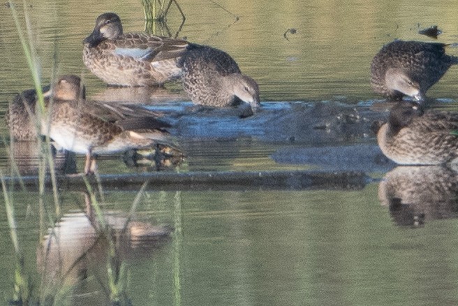 Blue-winged Teal - ML113871361