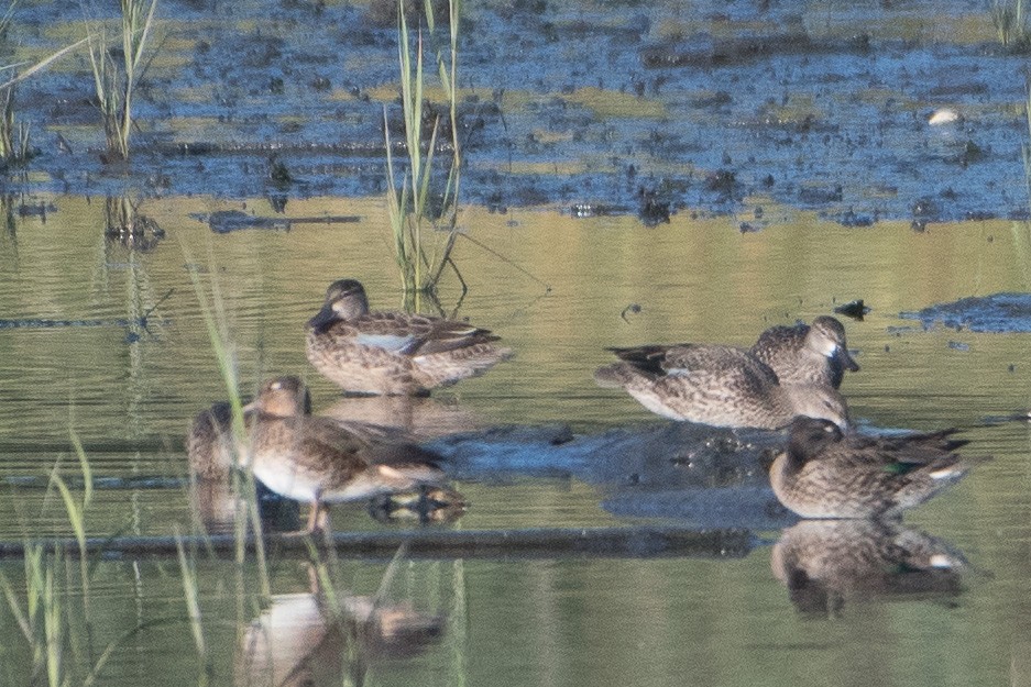 Blue-winged Teal - ML113871401