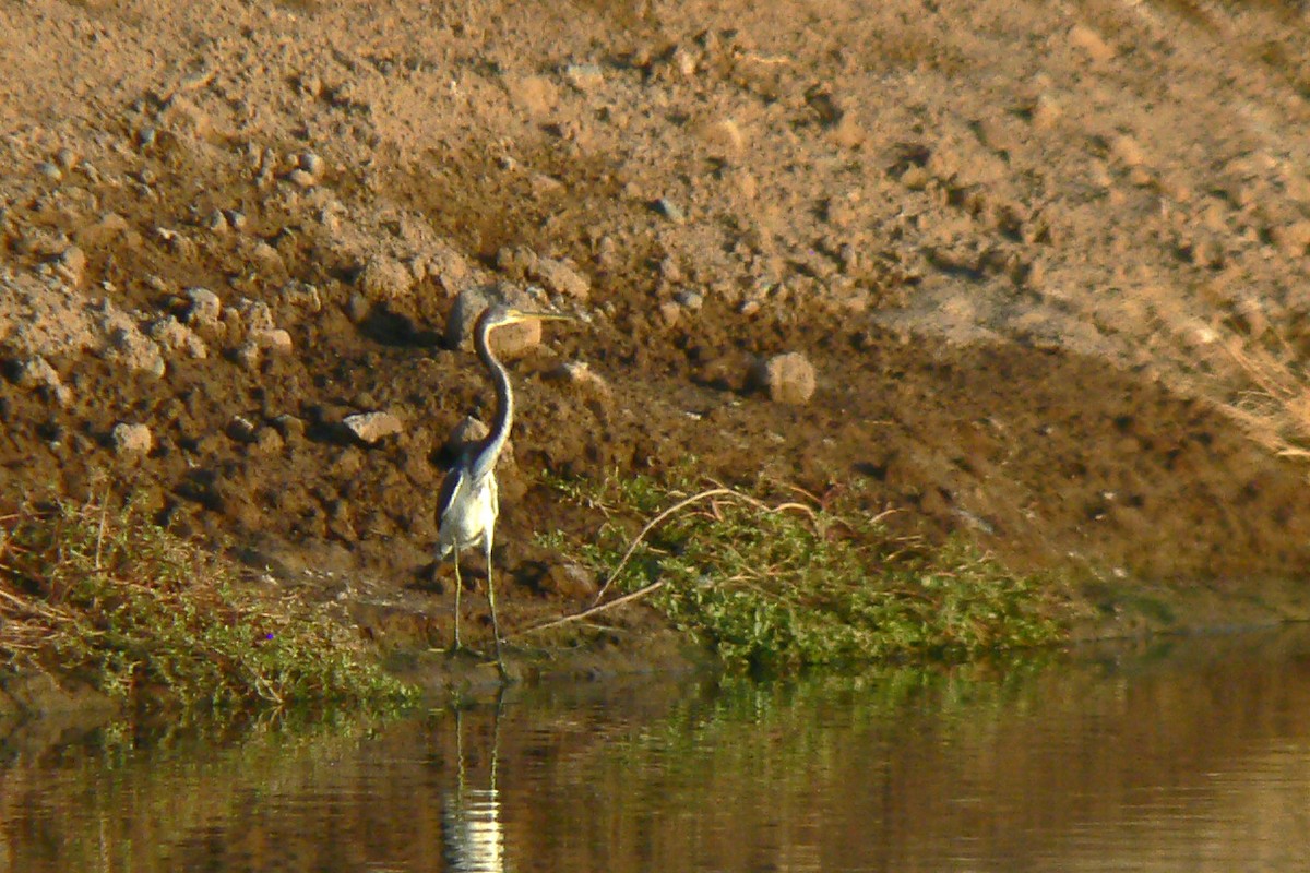 Tricolored Heron - ML113871801