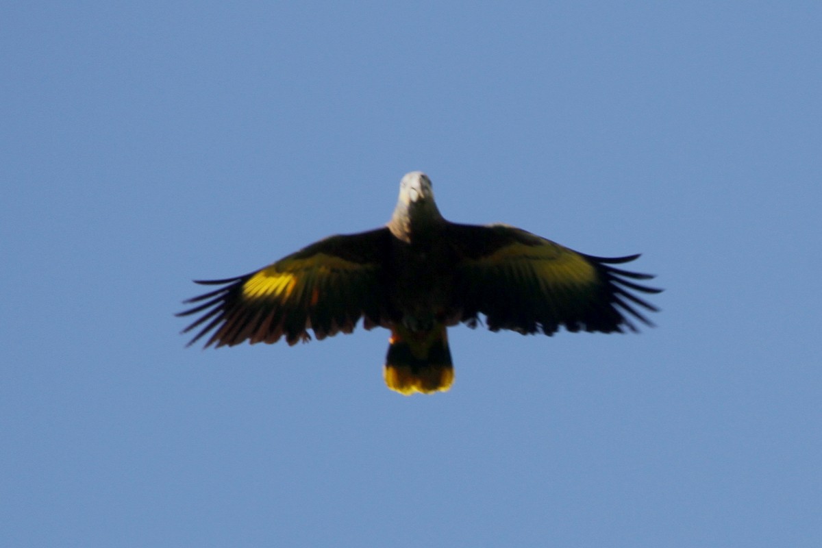 オウボウシインコ - ML113872141