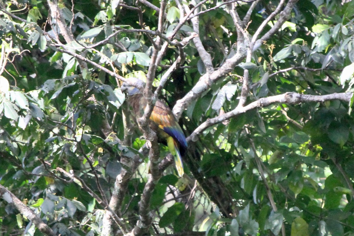 St. Vincent Parrot - Stephen Gast