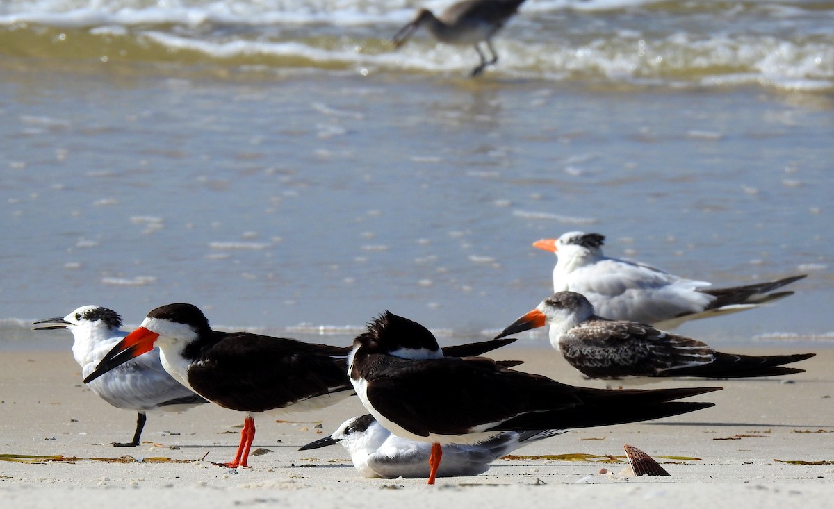 Black Skimmer - Eric Haskell