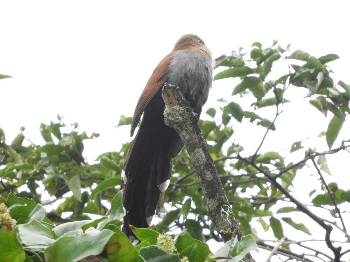 Squirrel Cuckoo - David Rankin