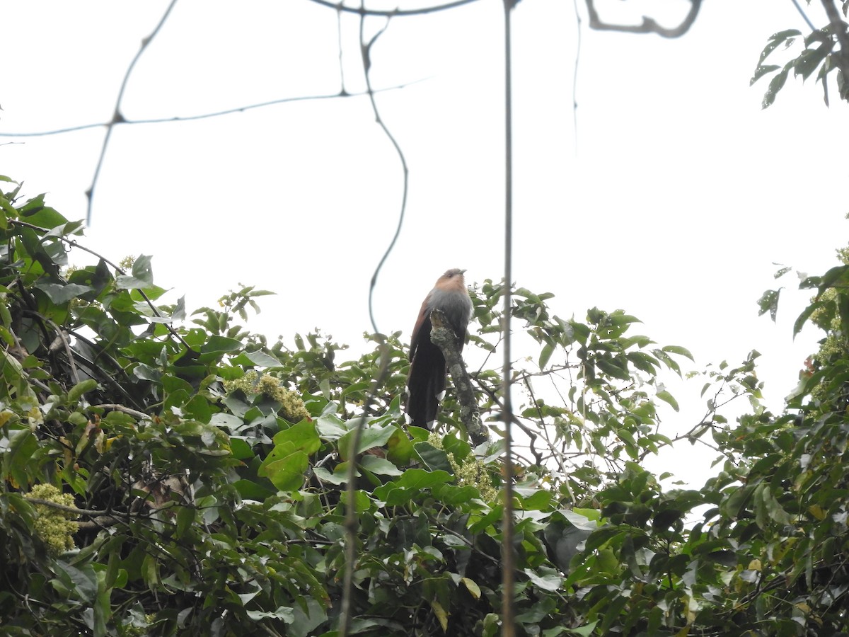 Squirrel Cuckoo - David Rankin