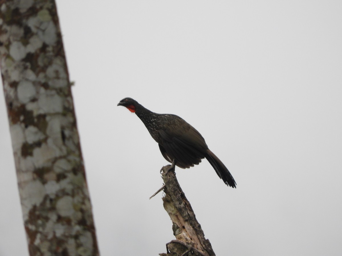 Dusky-legged Guan - David Rankin