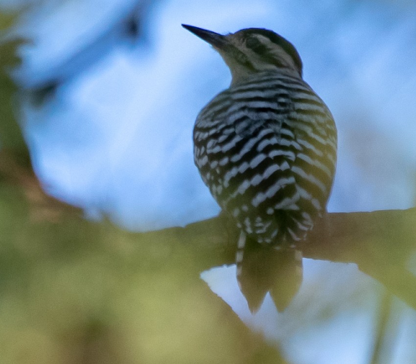 Ladder-backed Woodpecker - Mary McSparen