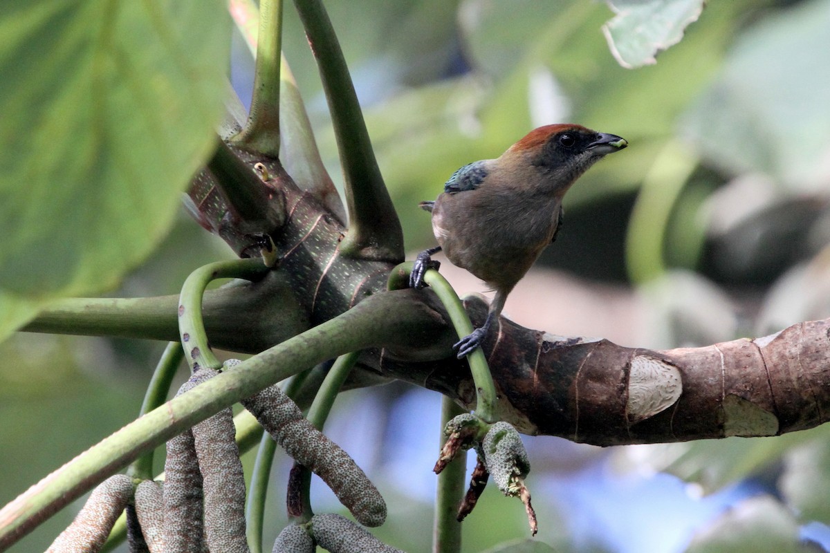 Lesser Antillean Tanager - ML113875411