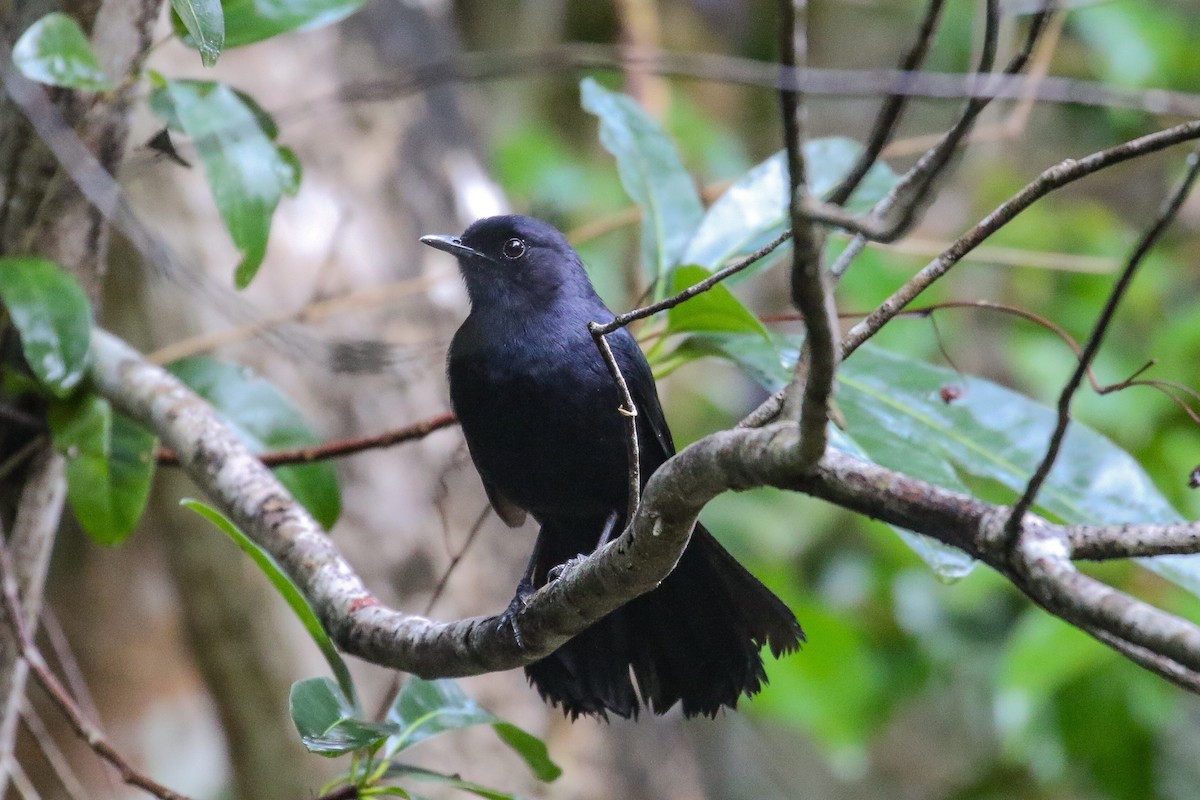 Black Catbird - Daniele Mitchell