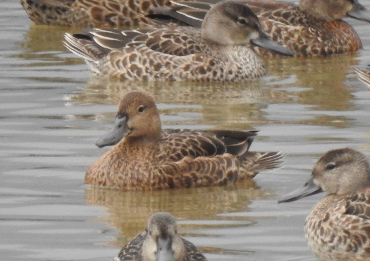 Cinnamon Teal - ML113878161