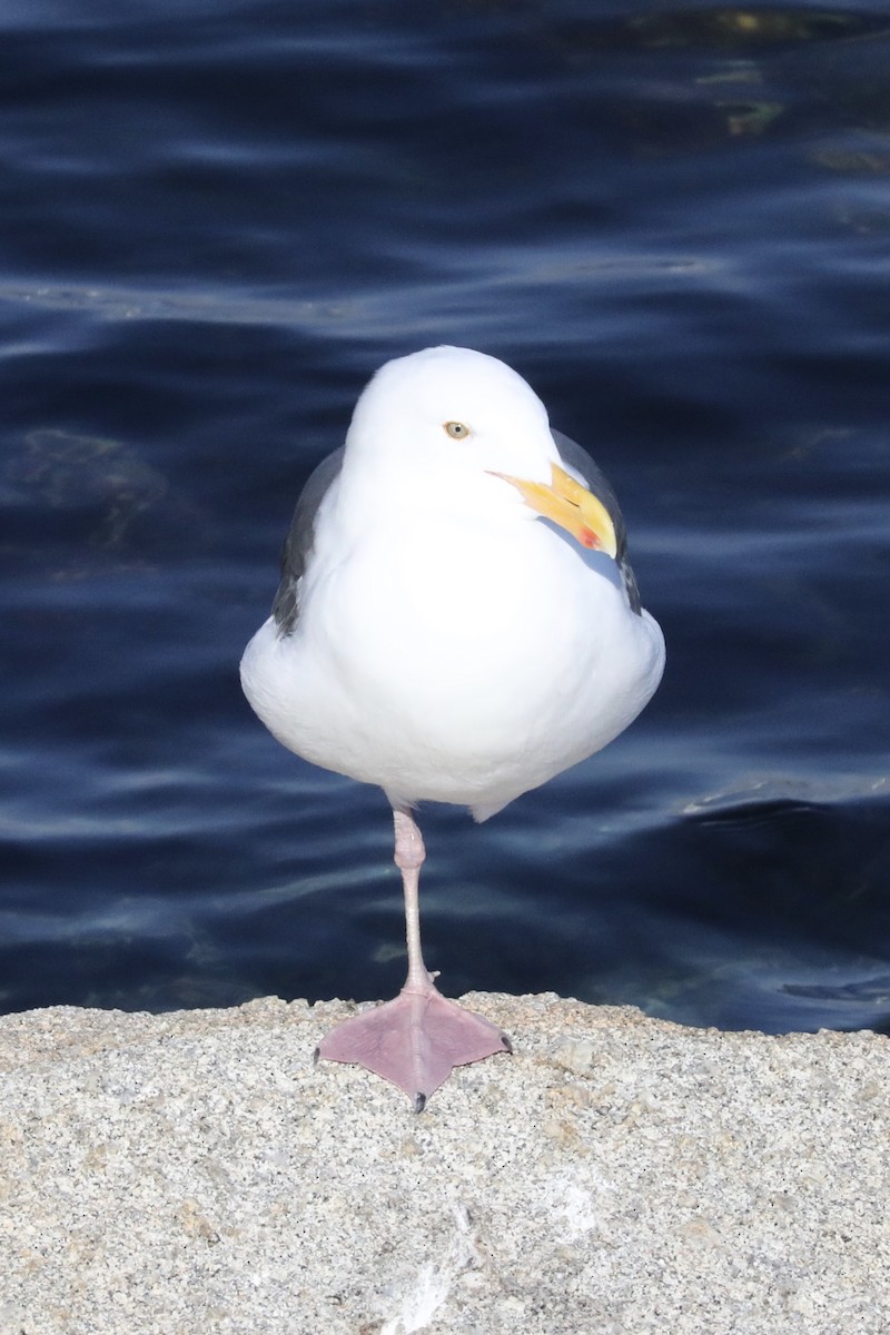 Gaviota Occidental - ML113878801