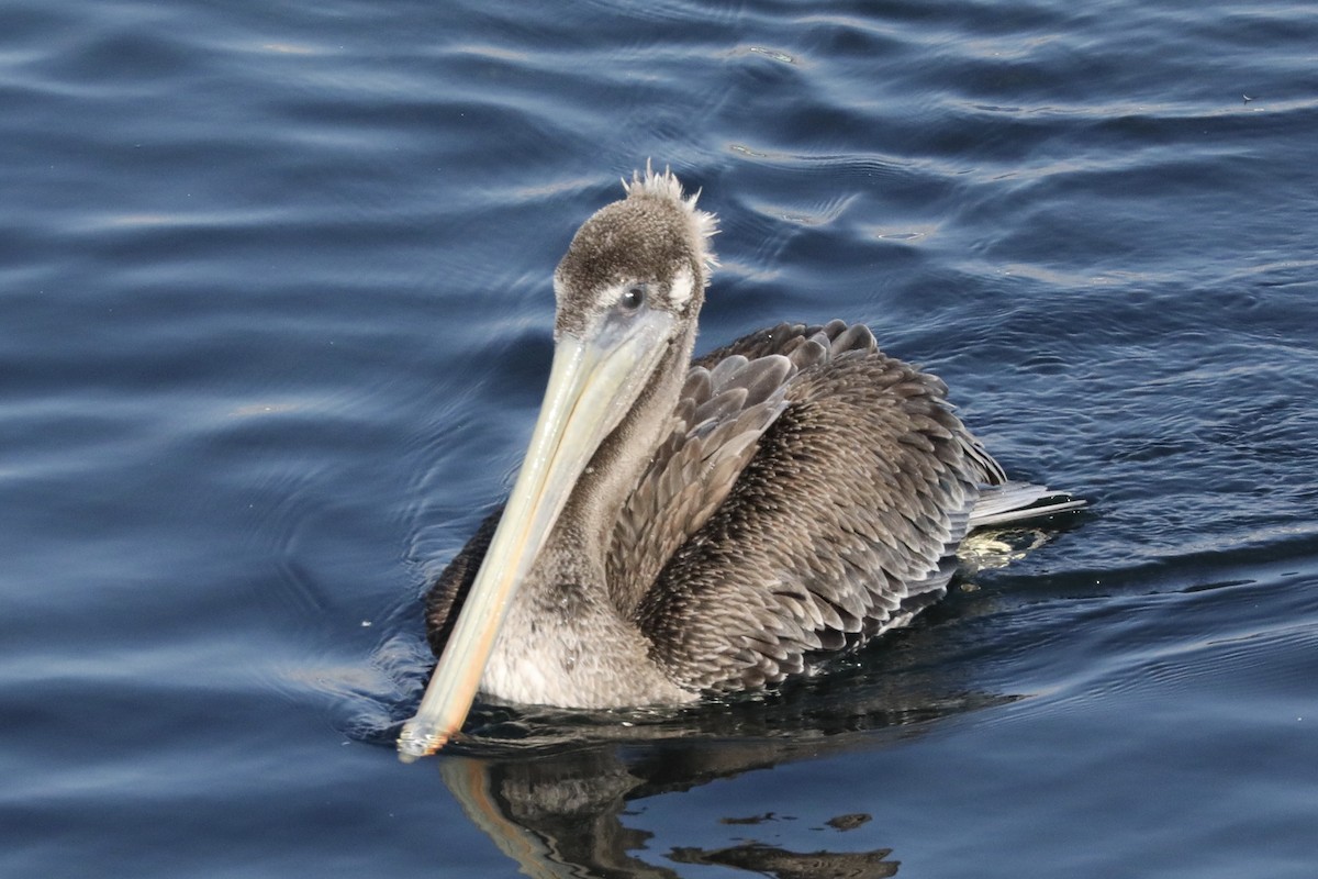 pelikán hnědý - ML113878941