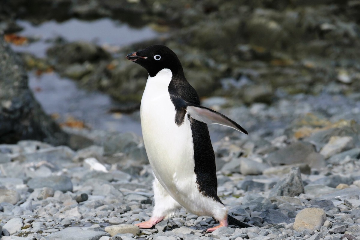 Adelie Penguin - ML113882611