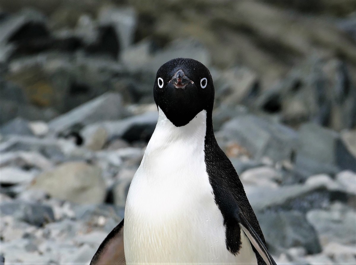 Adelie Penguin - Diane Stinson