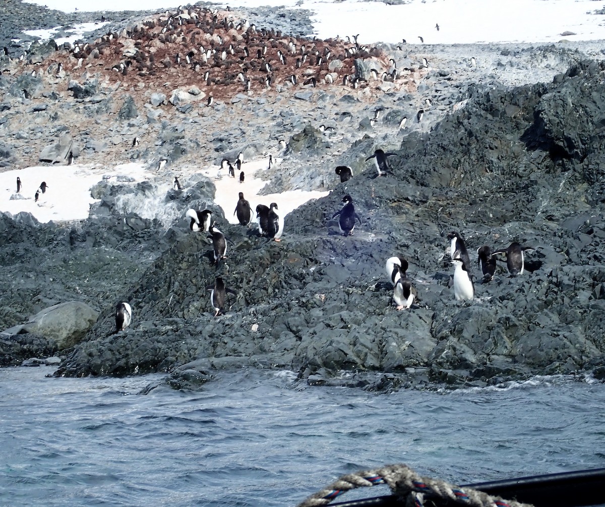Антарктический пингвин - ML113882931