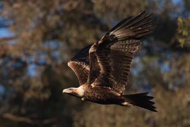 Wedge-tailed Eagle - ML113883351