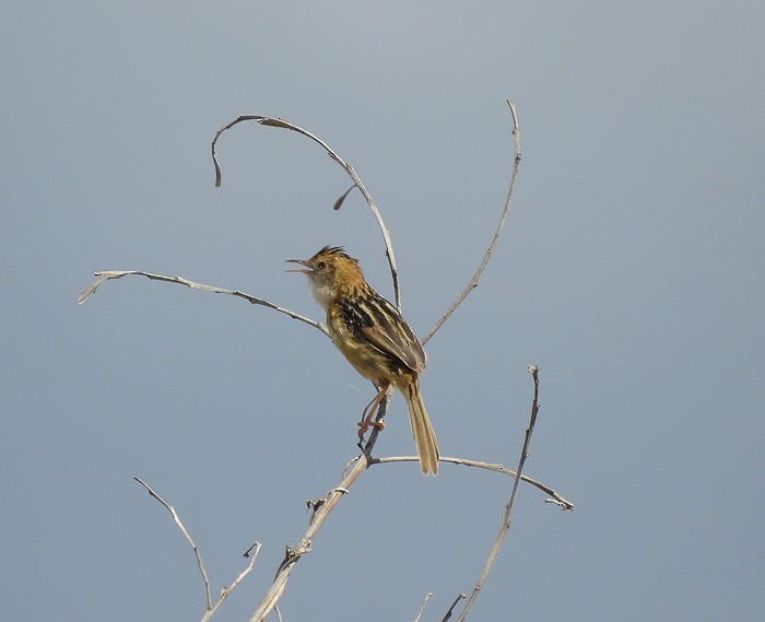 Golden-headed Cisticola - Marie Tarrant