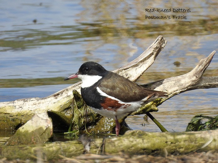 Red-kneed Dotterel - ML113883621