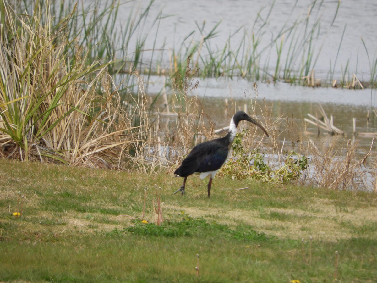 ibis slámokrký - ML113883821