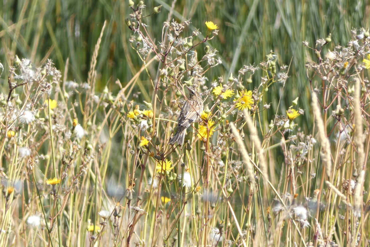 Clay-colored Sparrow - ML113884931