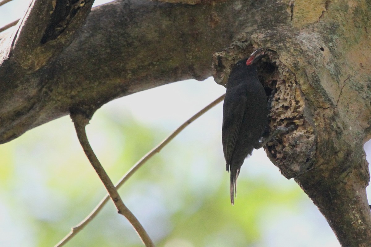 Bananaquit - Stephen Gast