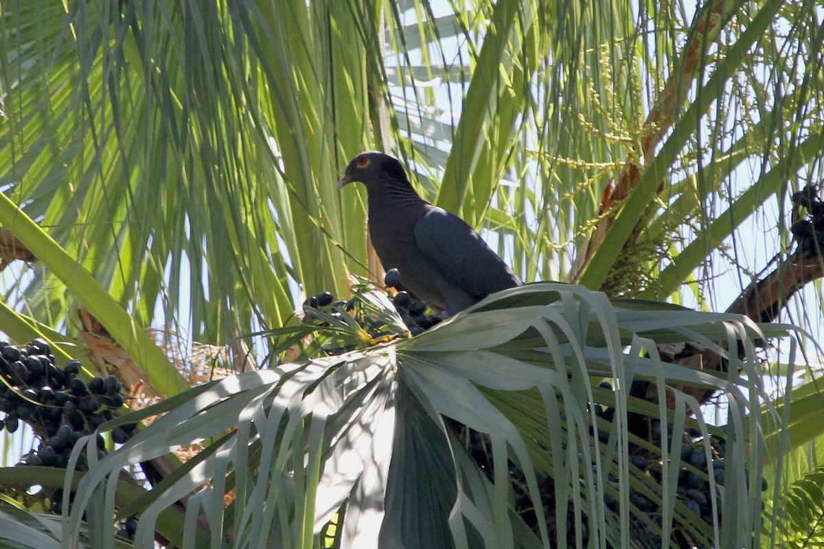 Scaly-naped Pigeon - Stephen Gast