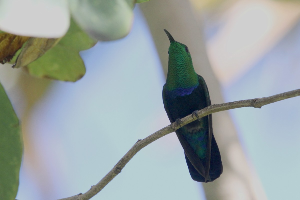 kolibřík hedvábný - ML113885921