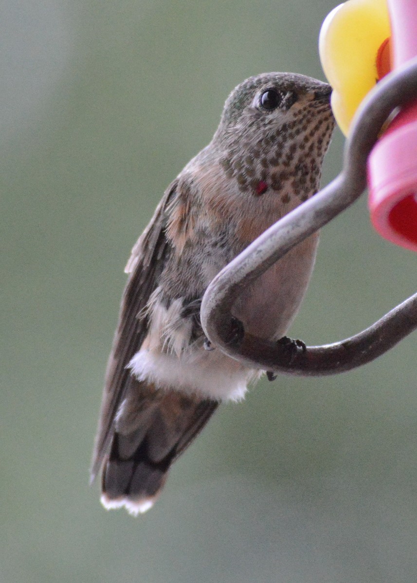 Calliope Hummingbird - Dave Klema