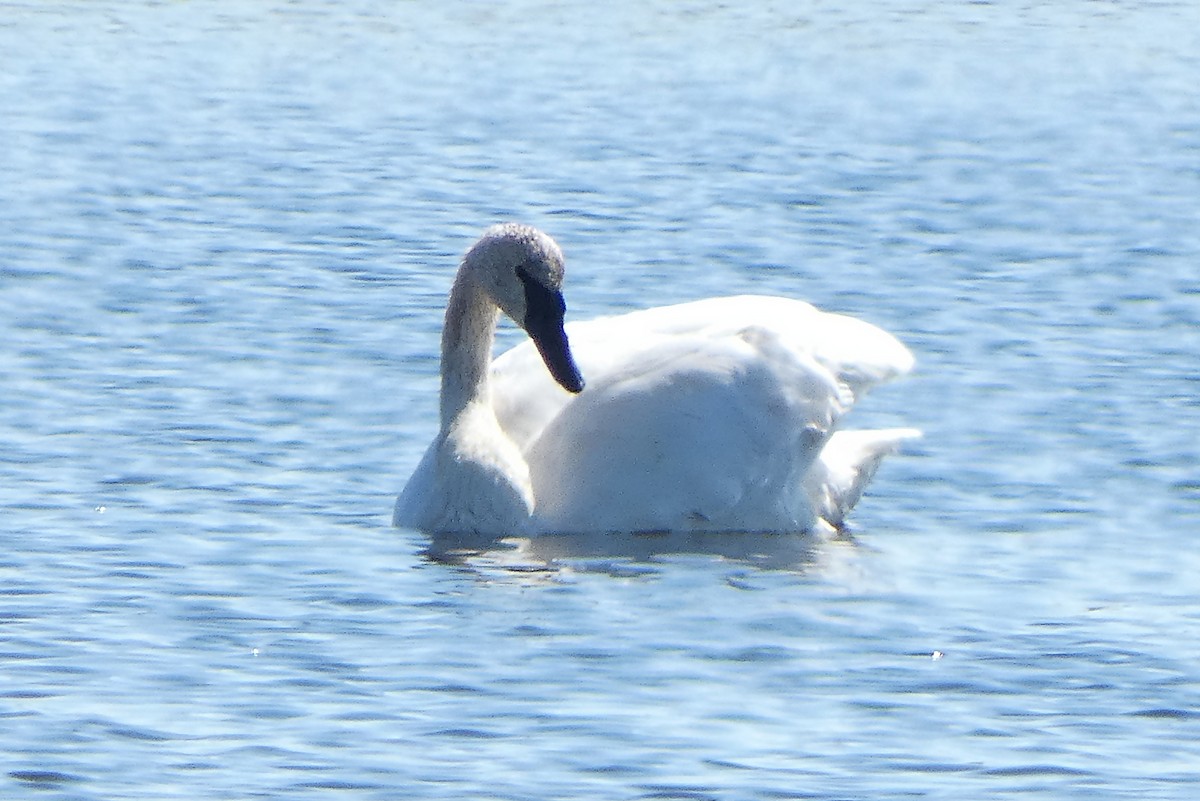 Trumpeter Swan - ML113886471